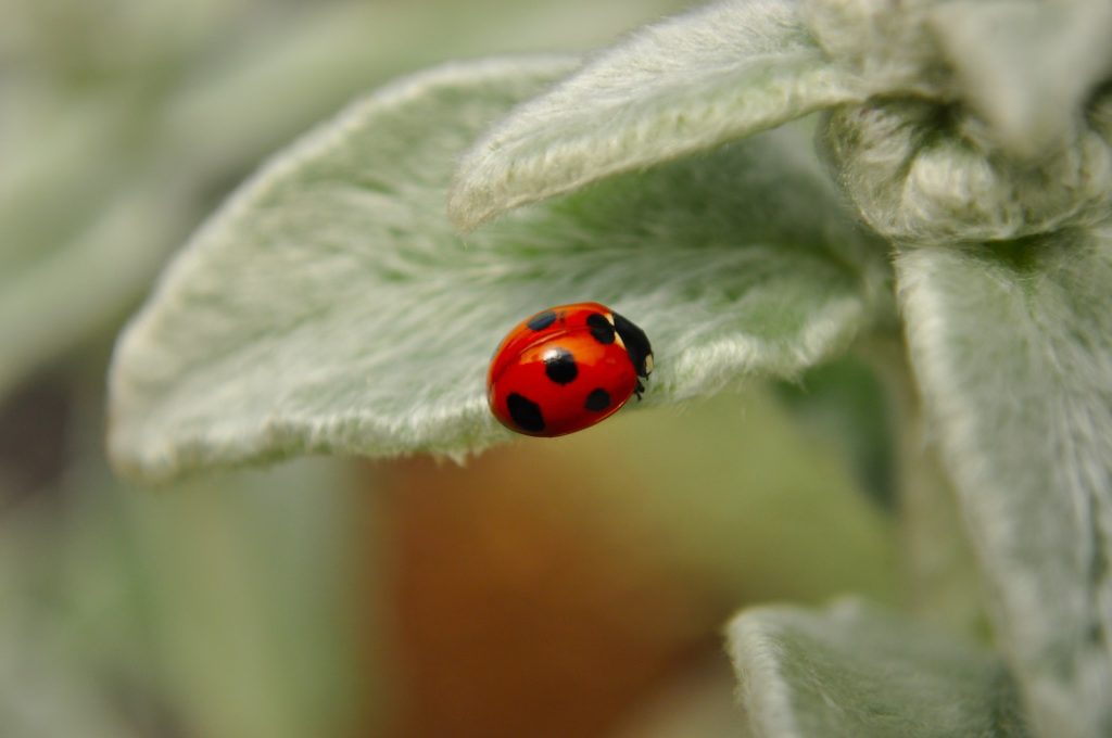 【子供に学ぶ】行動する人としない人の違いは成功体験の有無だけ