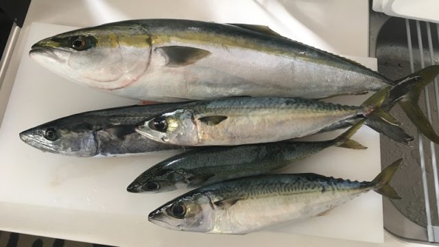 【ふるレビュ】高知県須崎市漁師直送 「朝どれ神経締め！鮮魚ボックス」