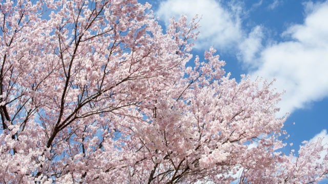 【楽天市場】入園式のママの服装選び　自宅試着サービス利用してみた