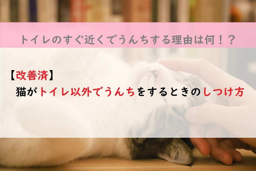 【改善済】猫がトイレ以外でうんちをするときのしつけ方